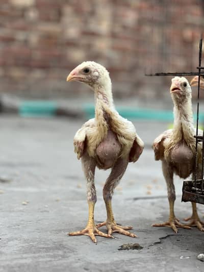White O shamo Chicks healthy and active