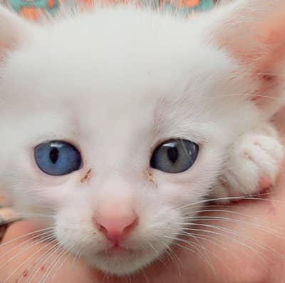 percian cat for sale