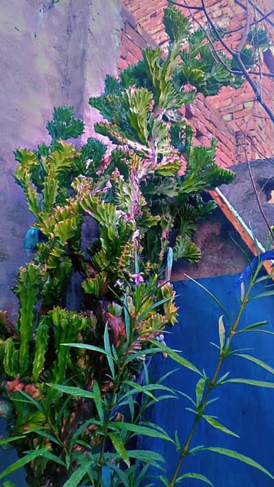 Cactus plant