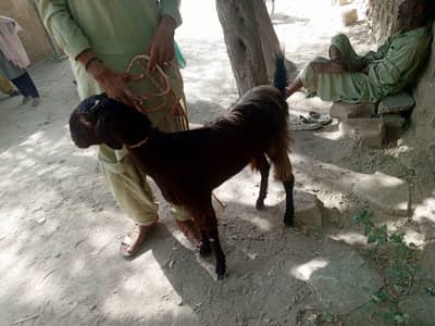 bakri fresh 2 dant