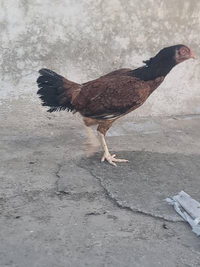Hens Aseel