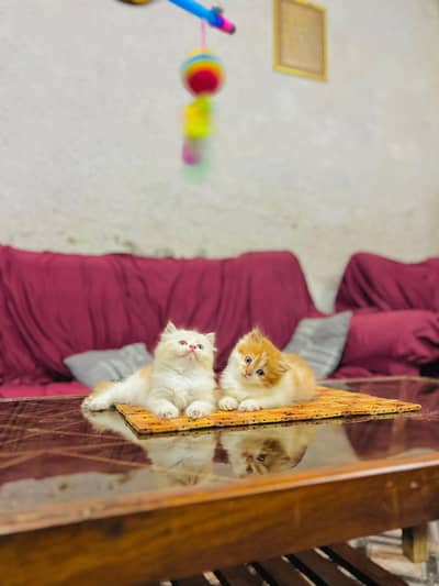 Persian cat for sale MywatsapppNumber 0329-89-46-538