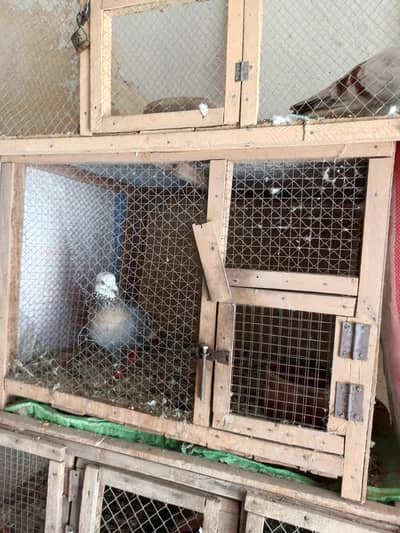 cages for sale