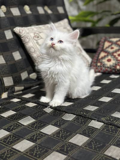 Long coated pure Persian kitten for sale in Abbottabad