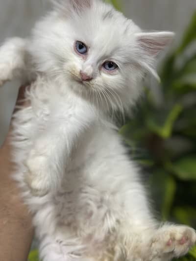 Long coated pure Persian kitten for sale in Abbottabad