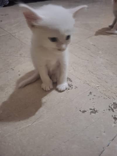 Persian cat name sozo ,call wala number 03046561116,WhatsApp no ya hi