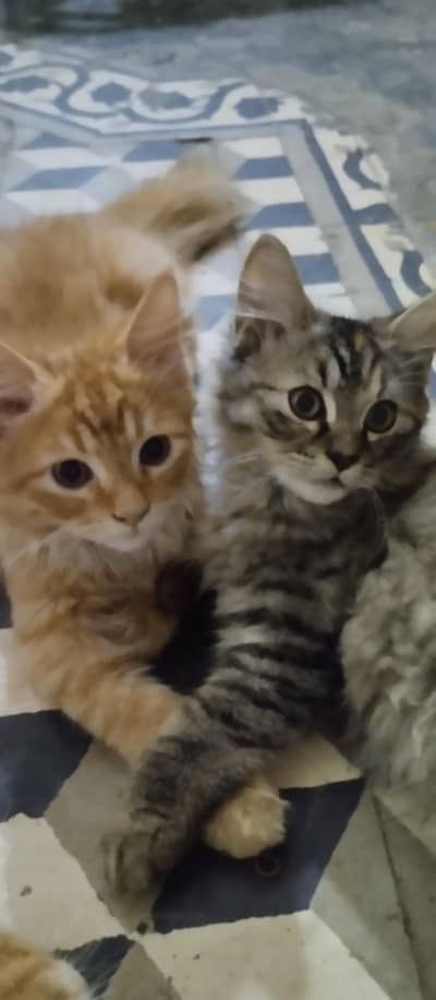 Persian kittens for sale