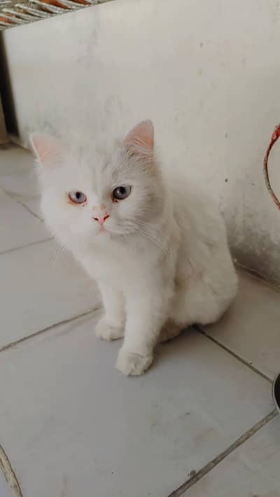 Persian cat whatsapp number 03166758004