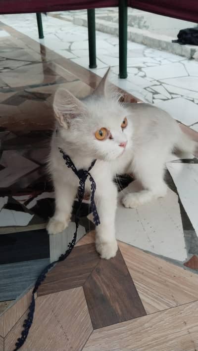 catoo
