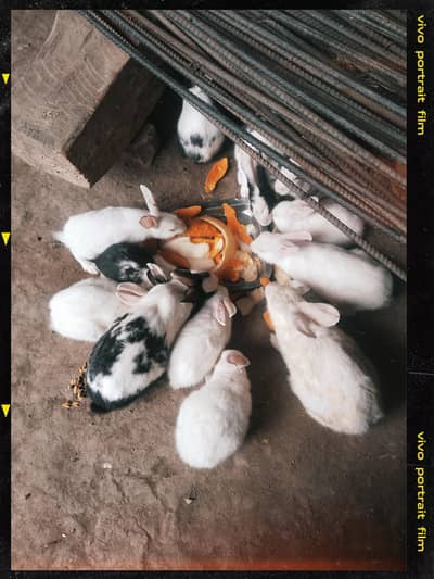 rabbit 