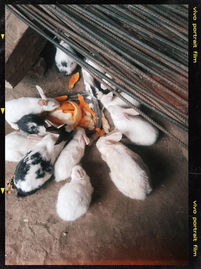 rabbit  1