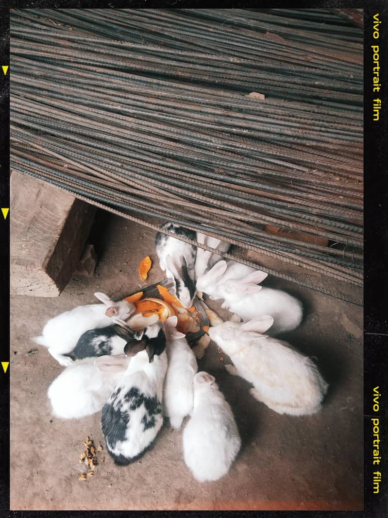 rabbit  2
