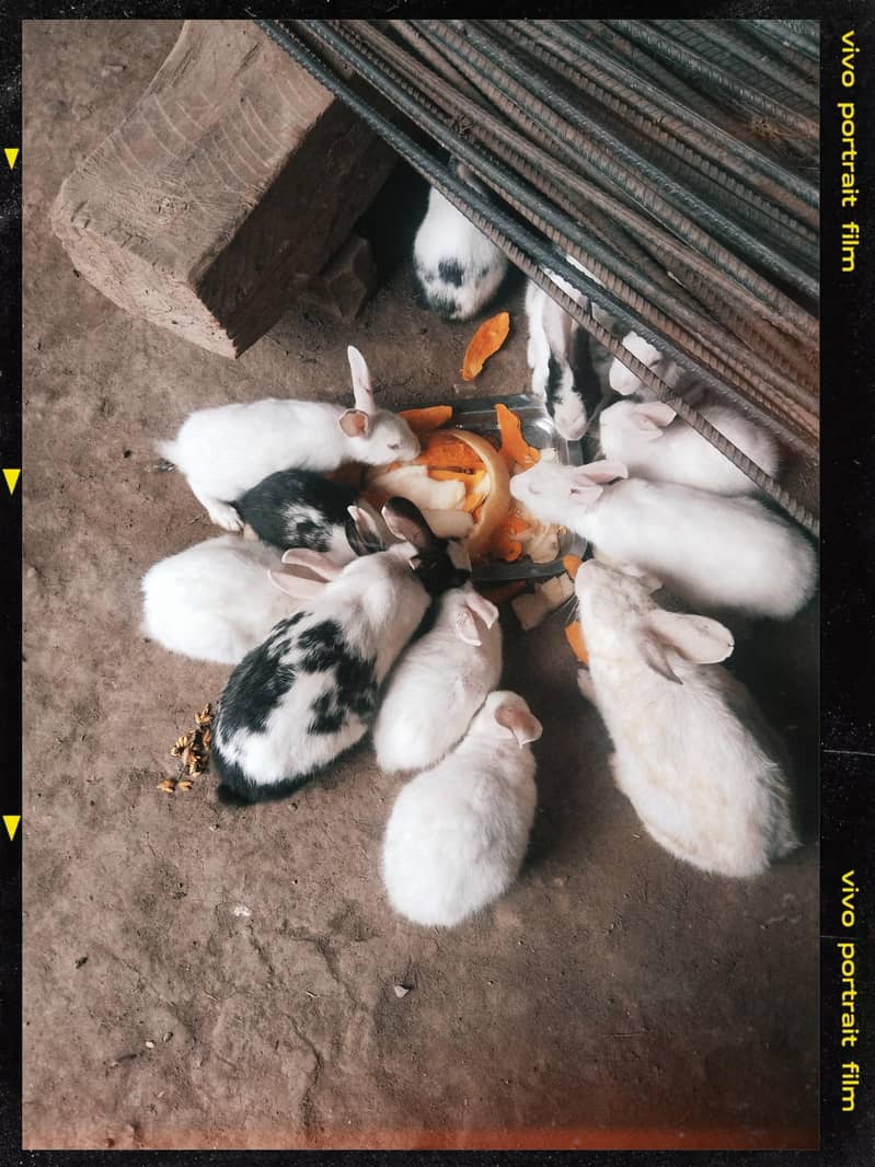rabbit  3