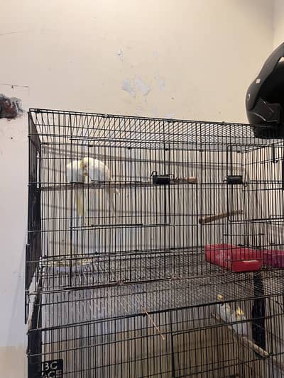 Cocktail breeder pairs