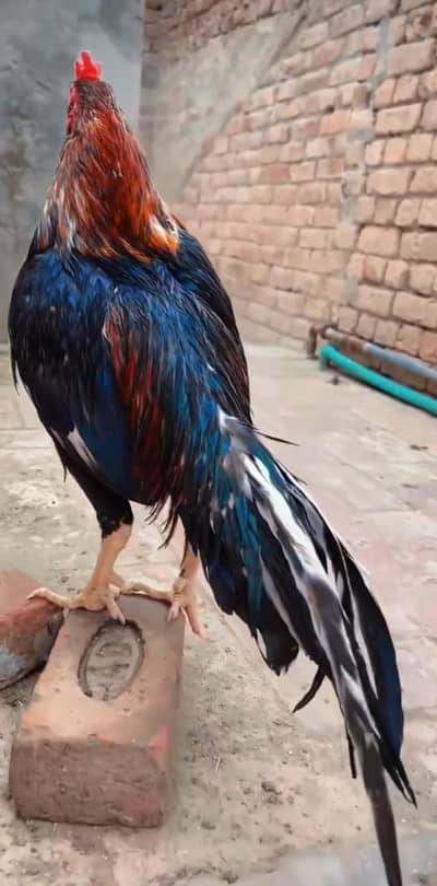 other aseels 03700721271 is number pr video mil jay gi sab ki