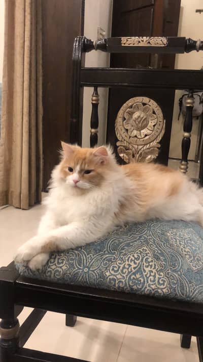 Persion triple cort CoCo in bahria town