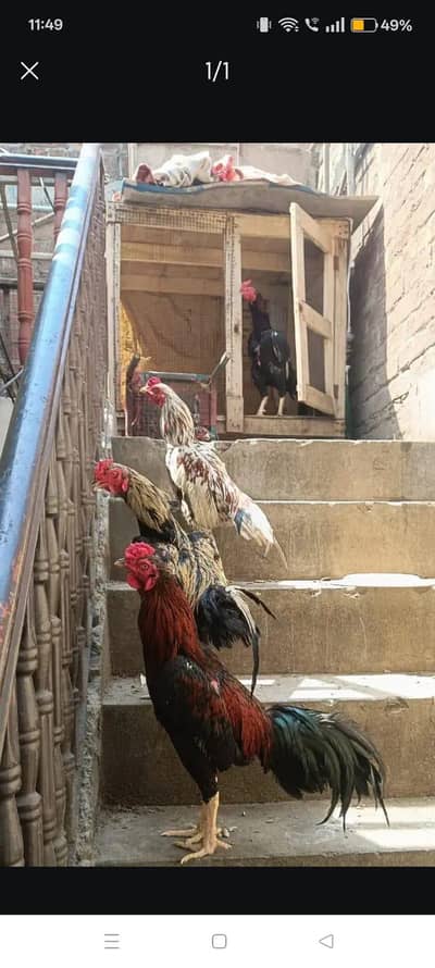 pure jawa murga available hai whatapp 03054359929