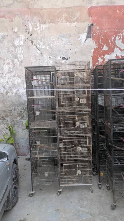 birds cages