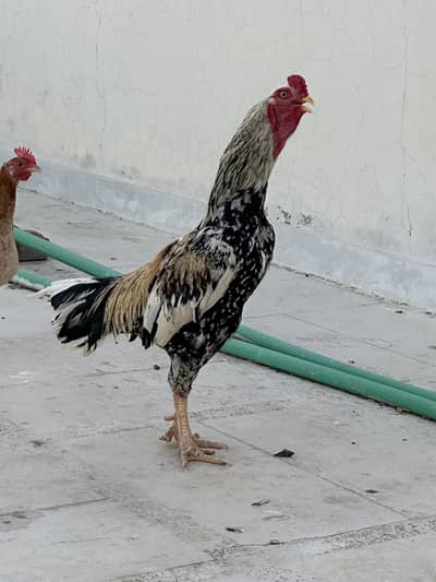 Aseel hens