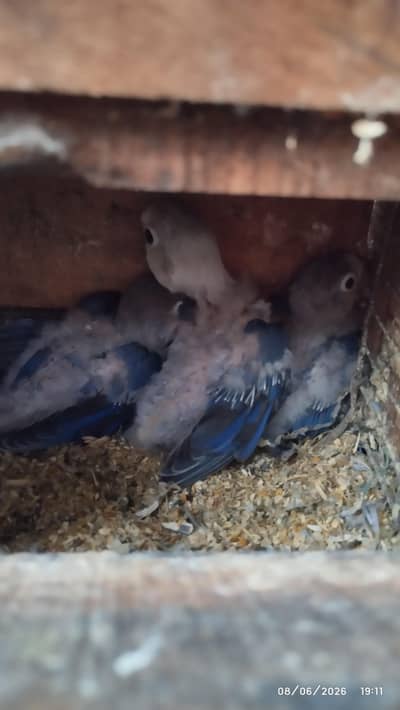 3 Love bird chicks available for handtame sale