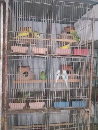 budgies pairs