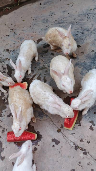 13 adad rabbits for sale