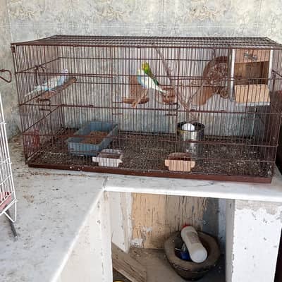 Birds cage with 3 Australian parrot