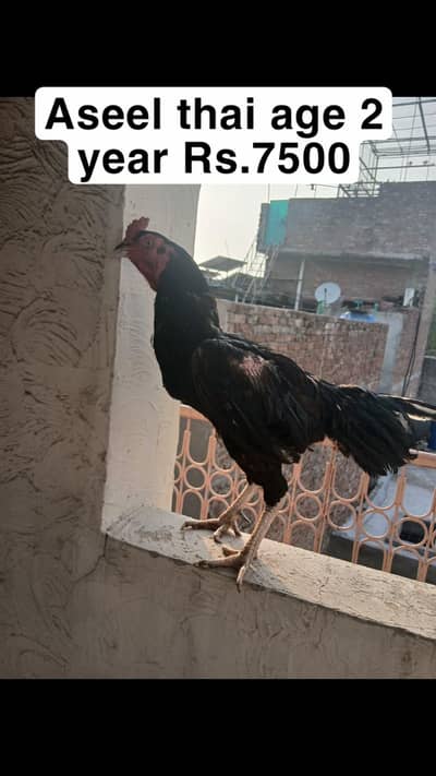 I m selling mix breed
