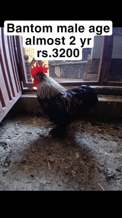 I m selling mix breed