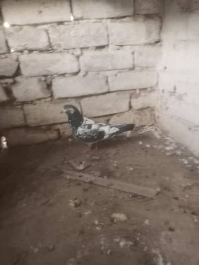 sailkoti or dove walay kabutar