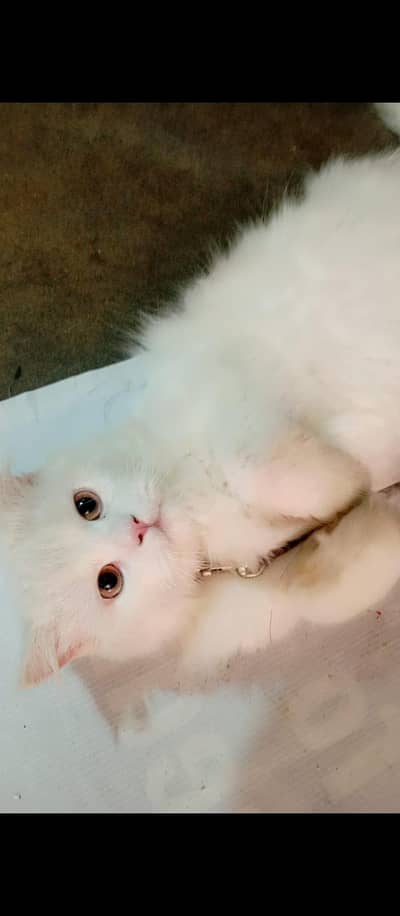 male Persian cat