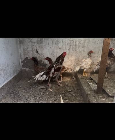 Pure mianwali aseel 1male 4female