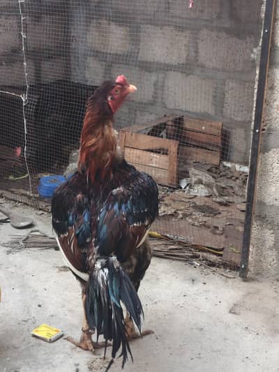 Premium Tall Gamefowl Rooster – Strong Build & Impressive Stance 