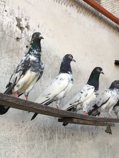 Teddy golden Kamagr bateray cross bachay kabotar pigeons