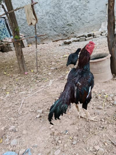 Aseel mushka pair