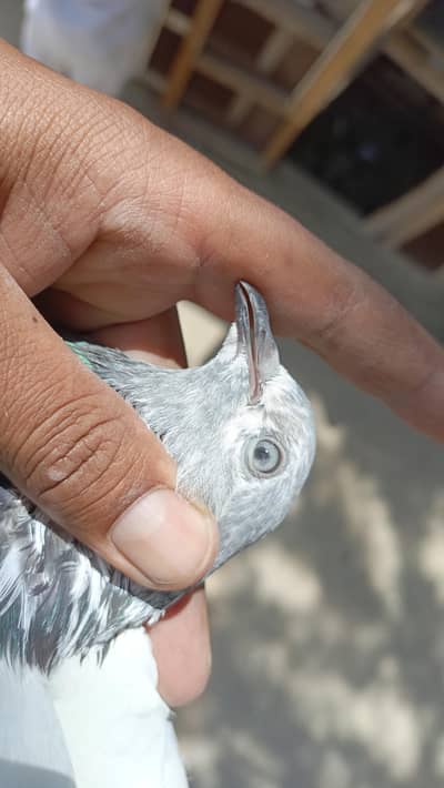 pipla breed
