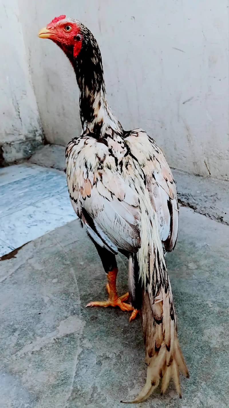 shajra patha 2