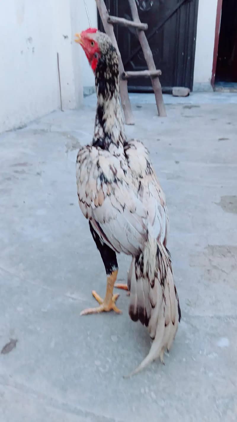 shajra patha 3
