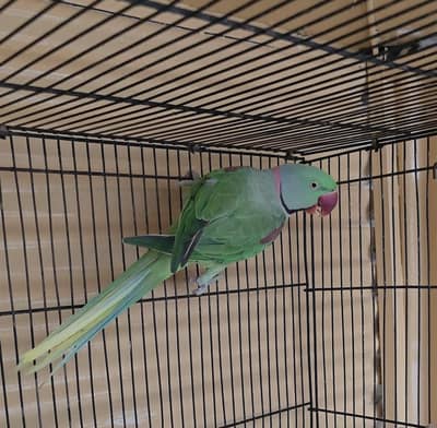 Raw parrot
