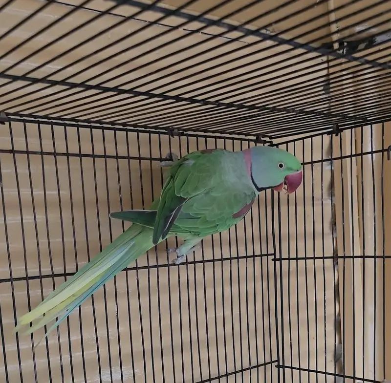 Raw parrot