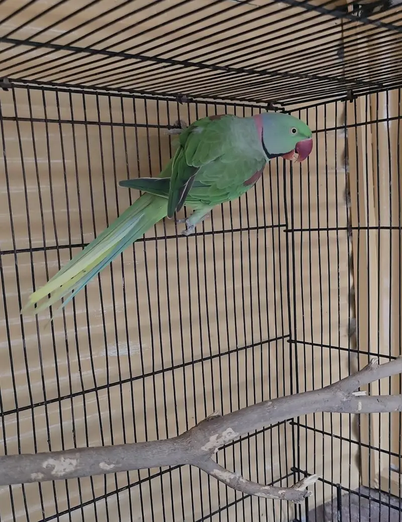 Raw parrot — photo 2