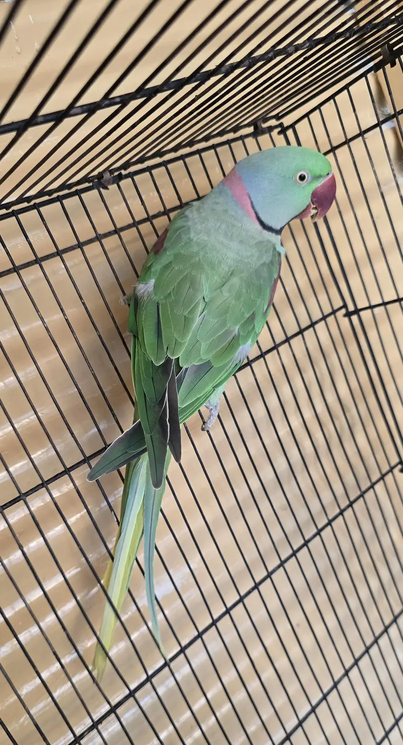 Raw parrot — photo 3