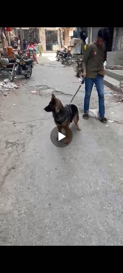 German shepherd female for sell