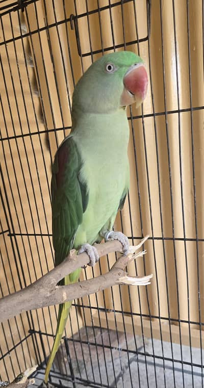 Parrot