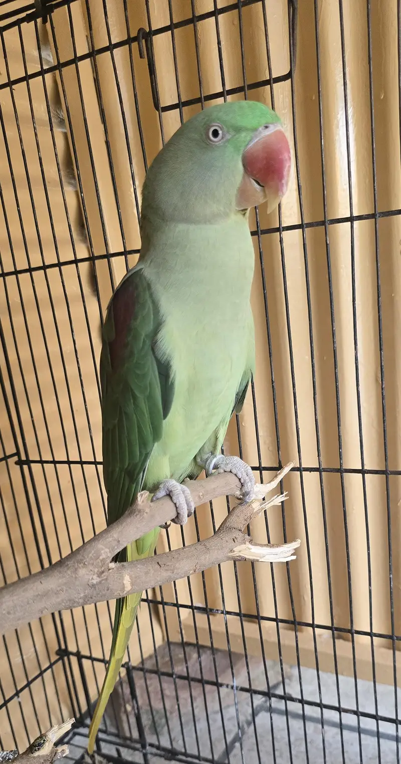 Parrot