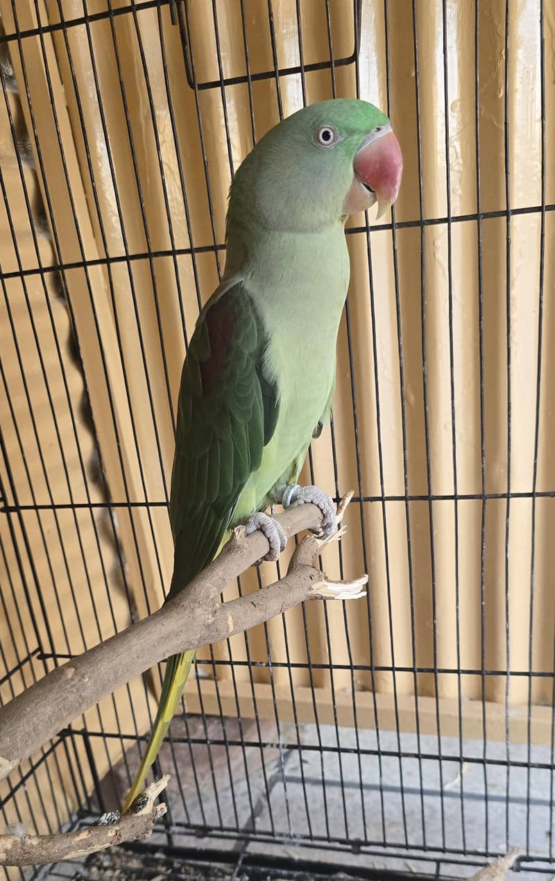 Parrot 1
