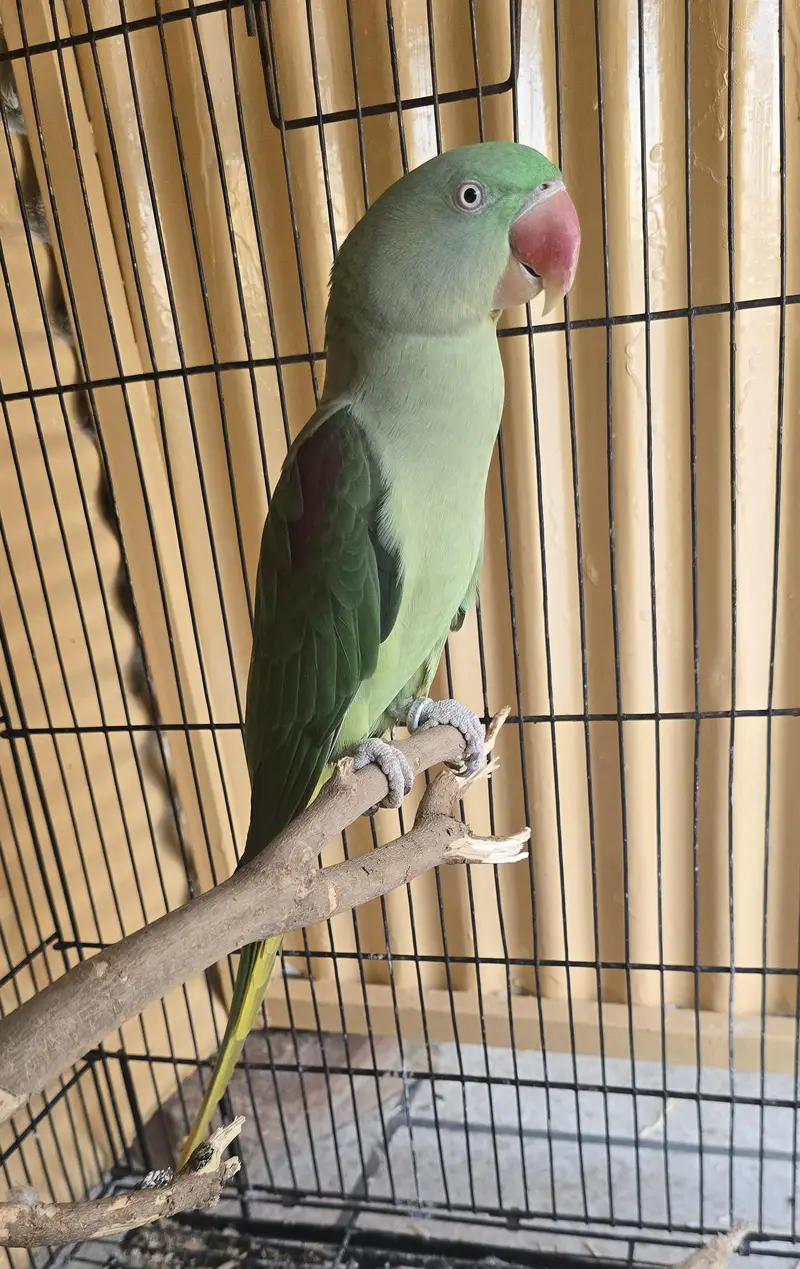 Parrot — photo 2