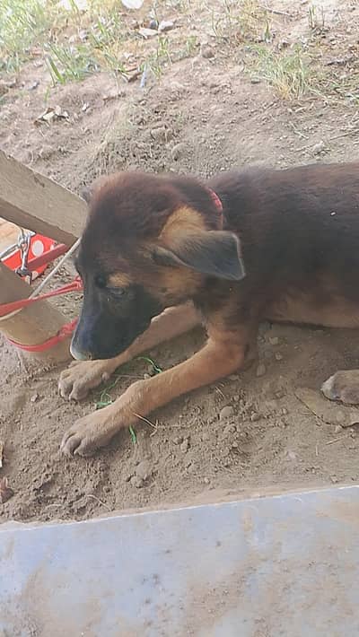 cross Belgian shepherd