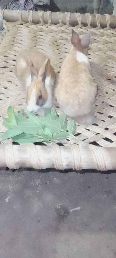 rabbit for sale