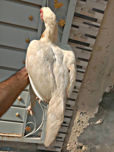 mazboot breeder madiayn for sell